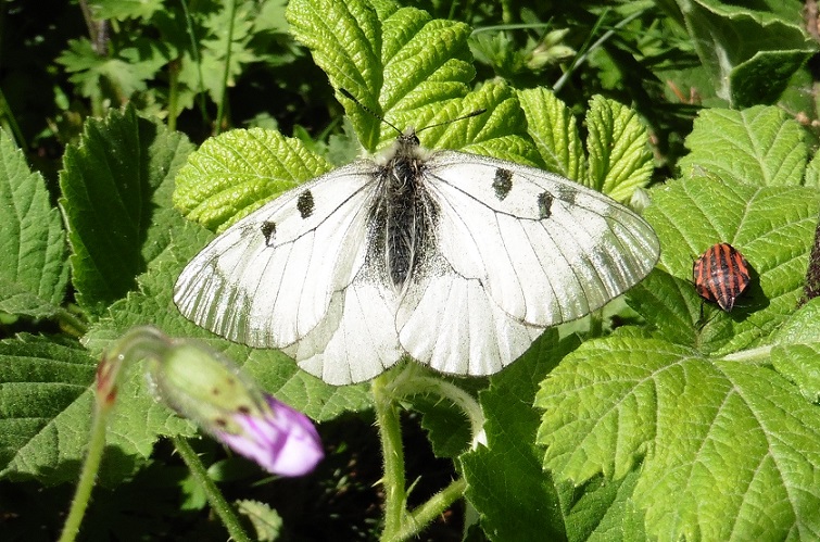 Parnassius mnemosyne